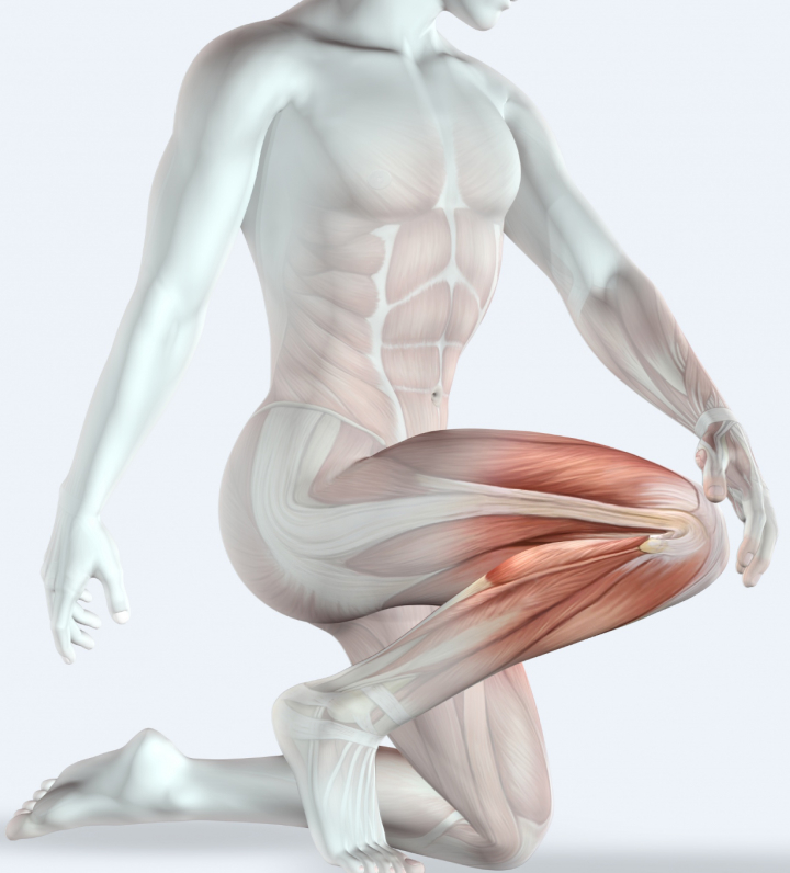 Body Proportions - Musculoskeletal Pain - Sports Performance